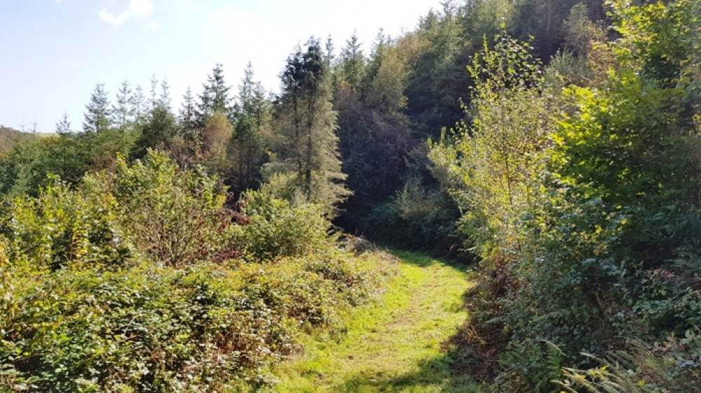 View of woodland from the internal access track