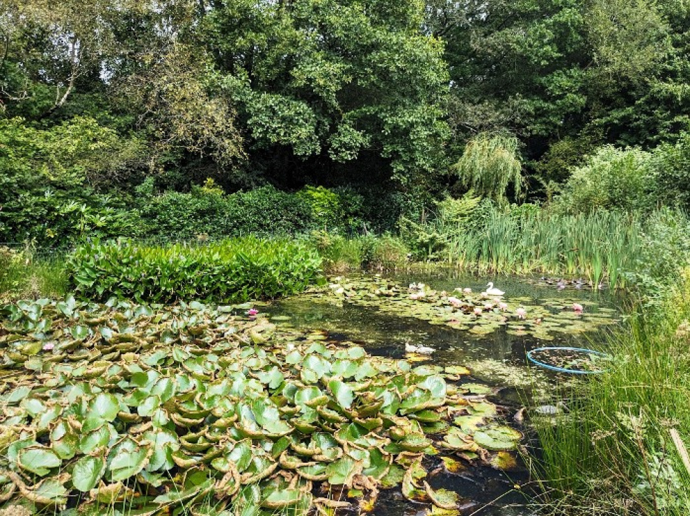Attractive pond stocked with fish