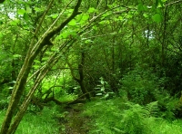 Lydway Wood