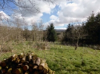 Oakley Wood
