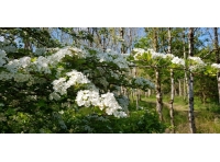 Parkhouse Wood - SOLD