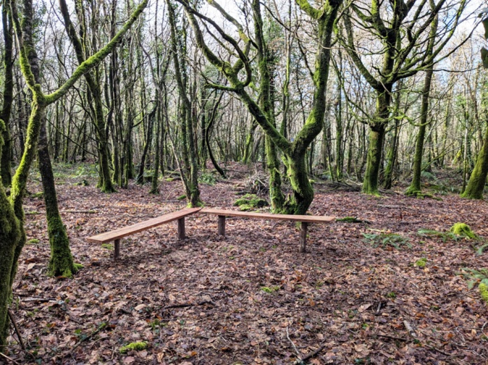 Rustic benches in a clearing