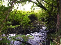 Skinners Wood - SOLD