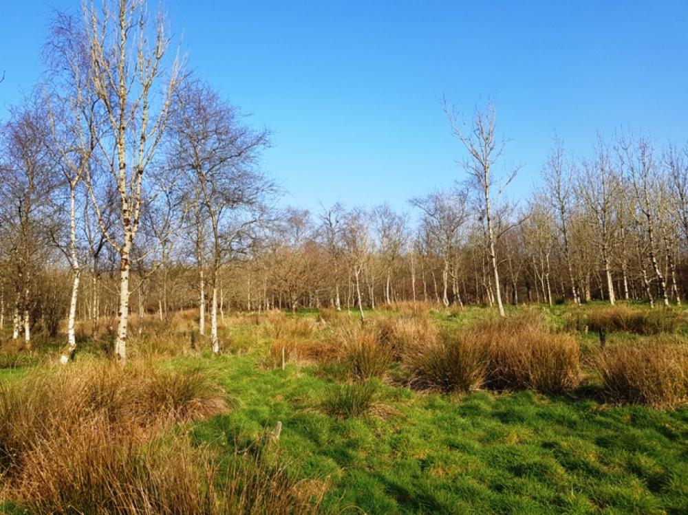 Looking south through the trees