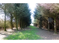 Thurdon Wood - SOLD