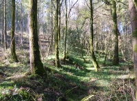 Tinneyhall Wood