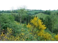 Trelawne Wood - SOLD