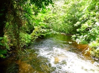 Trengoffe Wood - SOLD