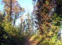 Truthall Wood