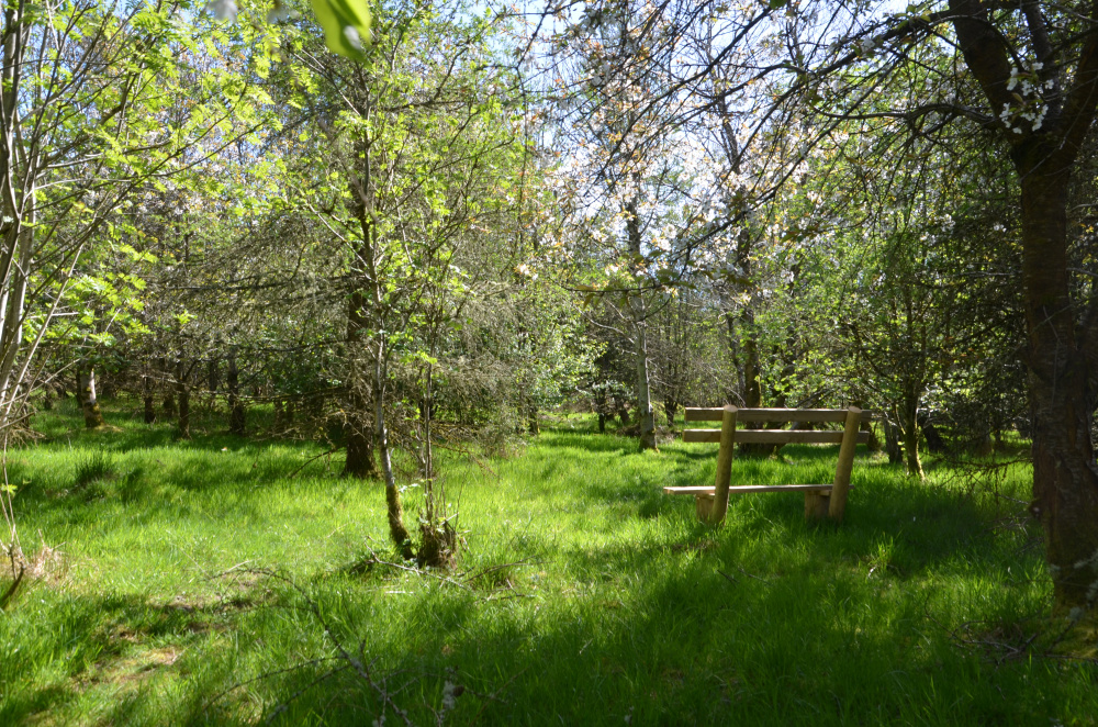 Woodland bench