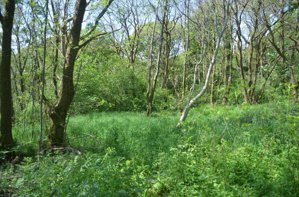 Verdant glade