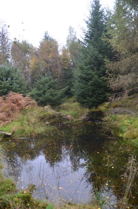 Autumnal reflections