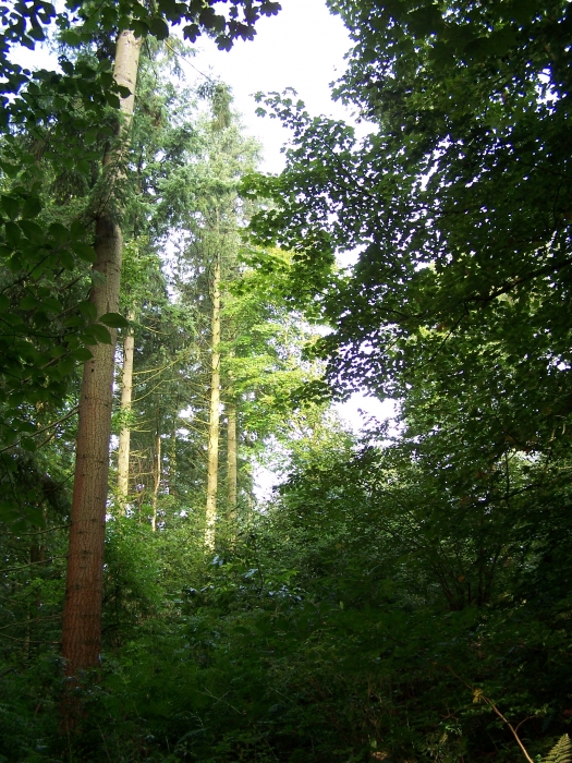 Larch, chestnut & sycamore