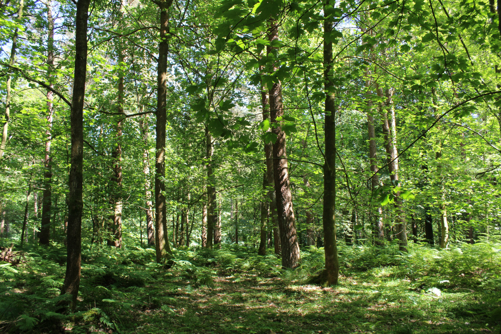 Mixed conifer and broadleaf woodland