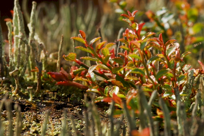 Mossy stump