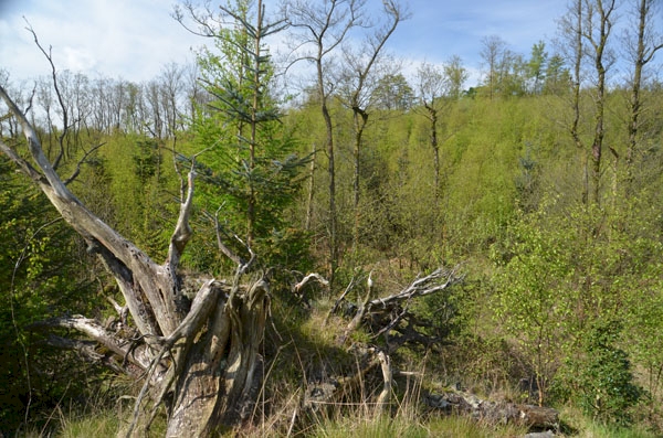 Sheepfold Wood