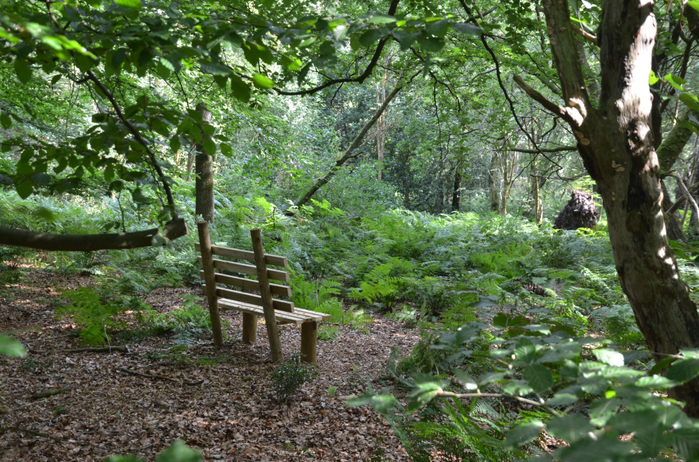 Woodland bench