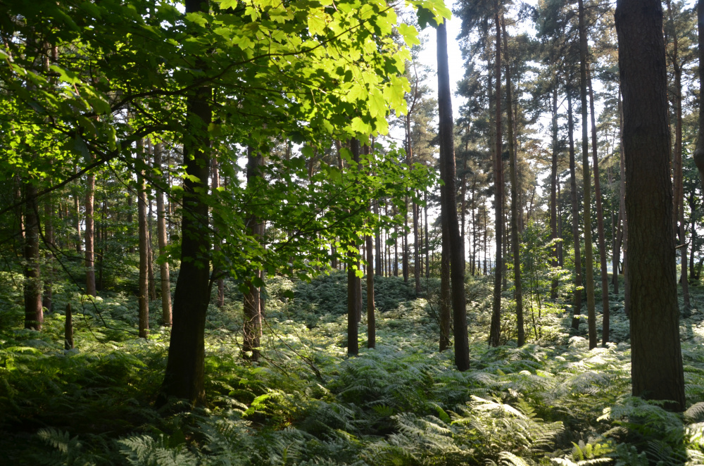 Fern woodland floor