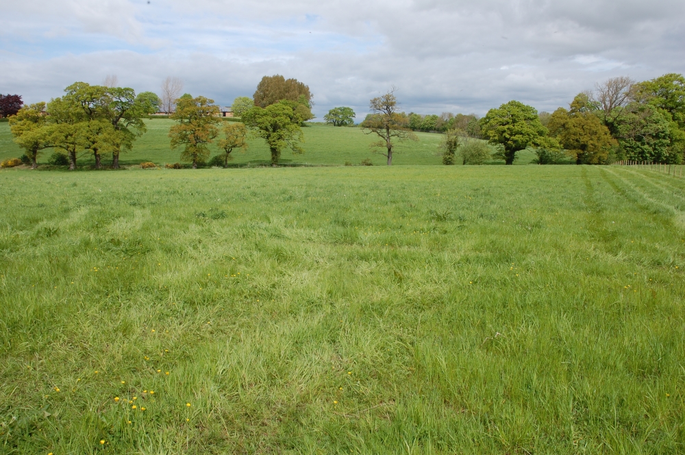 Mixed species grassland