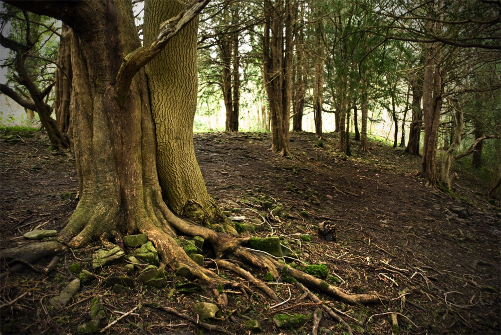 Yew wood for sale