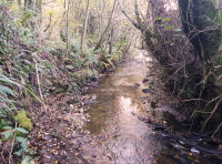 Beer Head Wood