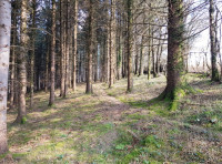 Bell Tor Wood - SOLD