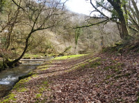 Bentwitchen Wood