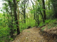 Bodgers Wood