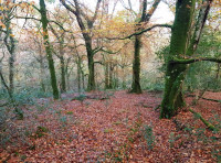Bradbury Wood - SOLD