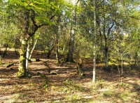 Caplecombe Wood
