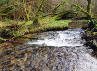 Challacombe Wood - SOLD