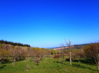 Chapman Wood