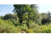 Clement Wood - SOLD