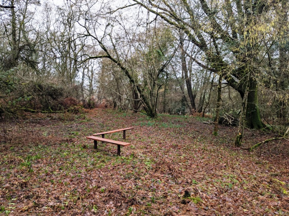 Rustic benches within a large daffodil glade