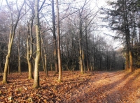 Coney Wood - SOLD