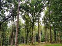 Crufts Wood
