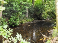 Elm River Wood - SOLD