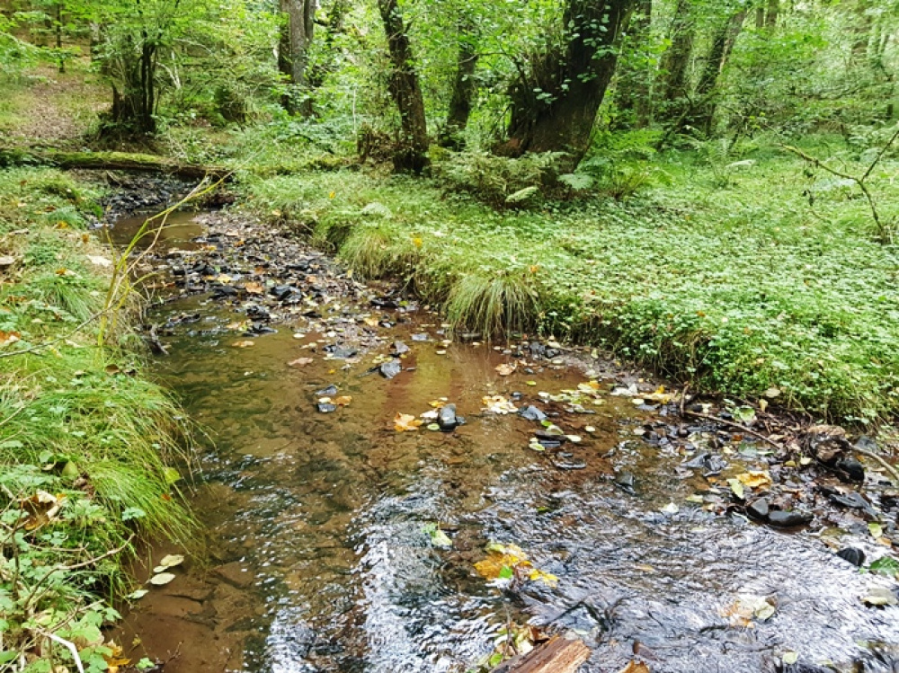 Shimmering stream