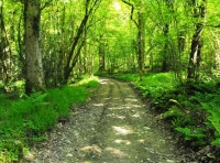 Erth Wood