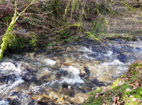 Five Barrows Wood