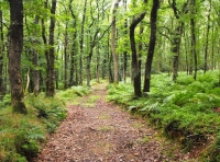Hatherland Wood - SOLD