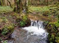 Heathcoat Wood