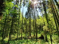 Heathcoat Wood - SOLD