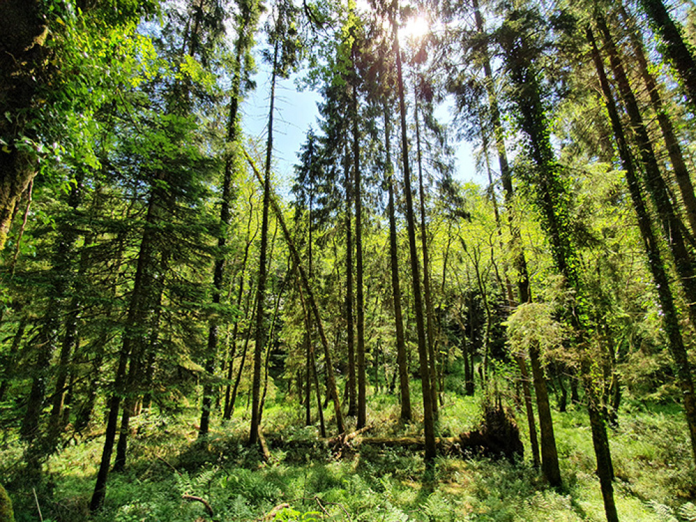 Woodlands for sale in Devon Woodlands.co.uk