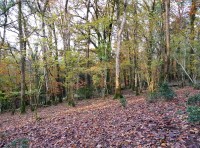 Hill Fort Wood - SOLD
