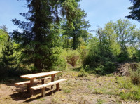 Jacobs Ladder Wood