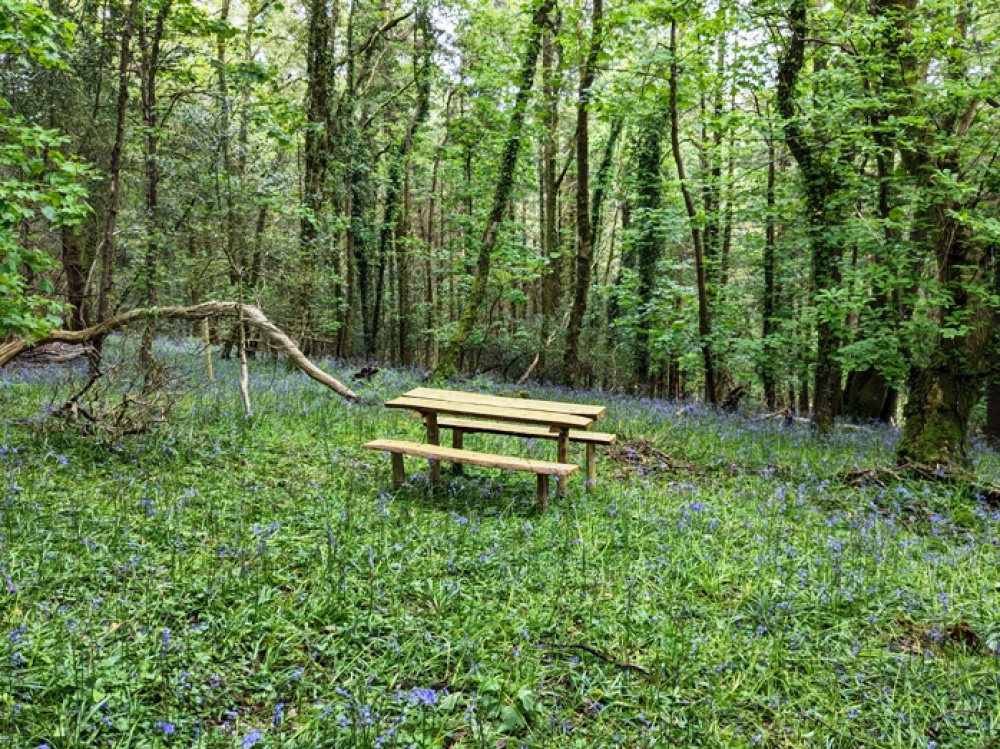 Bench set within a bluebell forest
