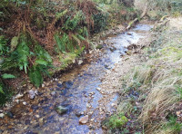 Ladram Bay Wood