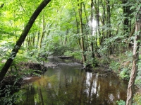 Langworthy Wood & River - SOLD