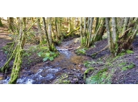 Loxbeare Wood